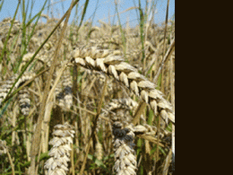 Sebi may ease commodity-derivatives trading to pull institutional investors