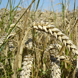 Sebi may ease commodity-derivatives trading to pull institutional investors