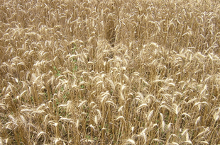 India, US reach agreement on food security to end WTO impasse