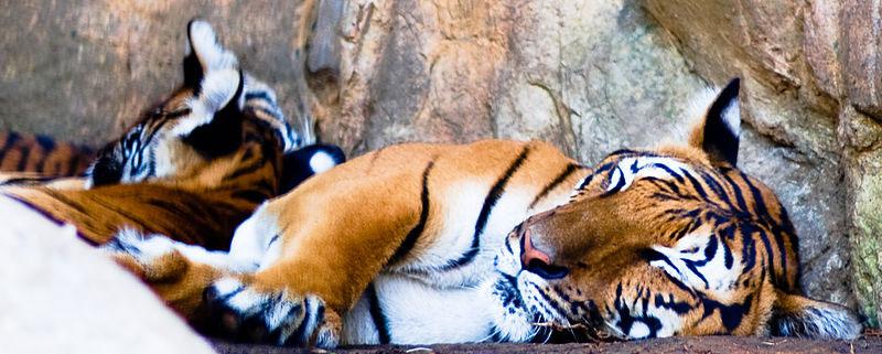 Move over Tigers, it’s now time for cubs to invest in Indian tech