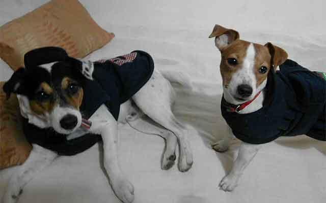 Luxury pet products firm Heads Up For Tails raises $1M seed funding