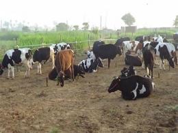 Chennai-based Astra Dairy close to raising Series A funding