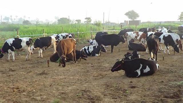 Chennai-based Astra Dairy close to raising Series A funding