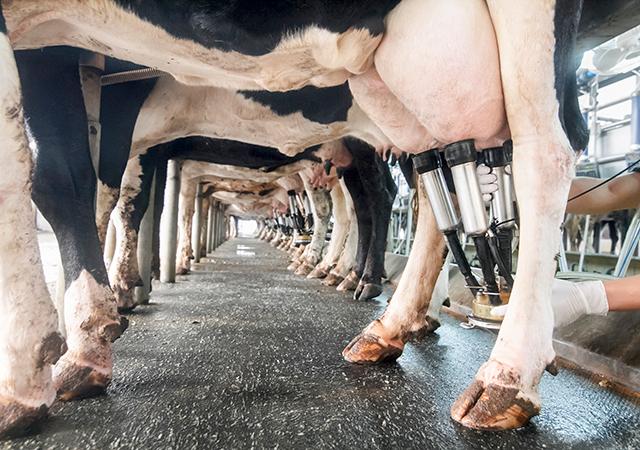 Dairy startup Osam raises Series B round from Lok Capital, Aavishkaar