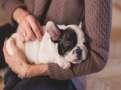 Carlyle-controlled Viyash Scientific to acquire Italy-based pet healthcare firm