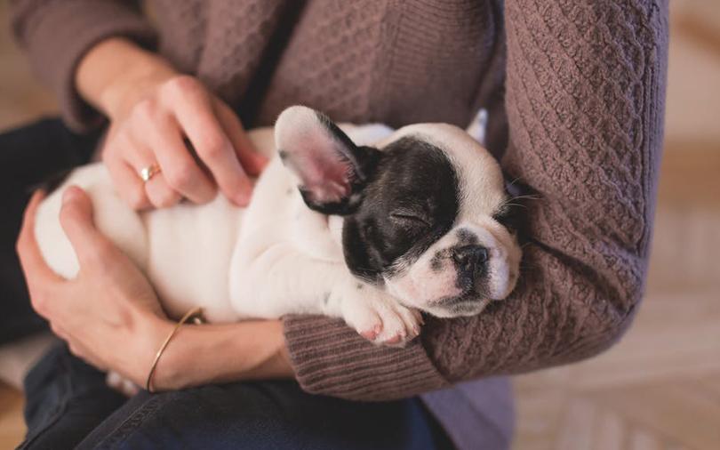 Pet care startup TailsLife raises bridge round from Exfinity Ventures chairman