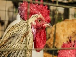 French pharma firm Virbac to enter India poultry vaccine market with M&A
