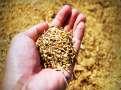 KKR-backed Advanta to acquire Egypt-based seed company