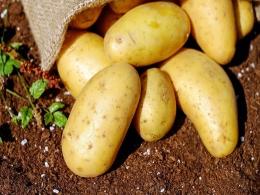 Zephyr-backed potato seeds firm Utkal Tubers secures capital from Irish investor