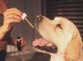 Fredun Pharma acquires Wellbeing Nutrition's pet wellness brand