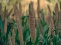 Millet snacks maker Troo Good eyes fresh PE cheque, hires banker