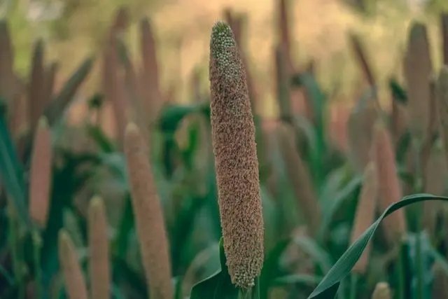 Millet snacks maker Troo Good eyes fresh PE cheque, hires banker