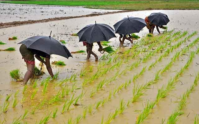 India to get above normal monsoon rains this year: IMD