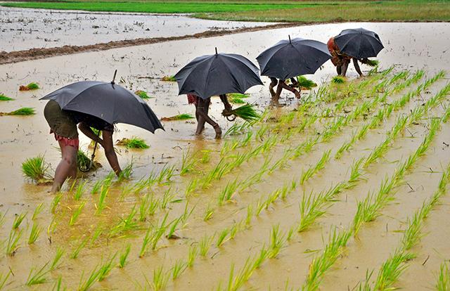 Tracking the monsoon: Rains aplenty, but will inflation cool down?