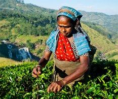 Shooter Abhinav Bindra, Franchise India invest in tea startup The Kettlery