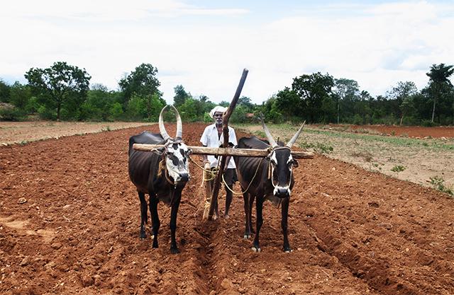 Govt may unveil more steps for farmers to ease demonetisation woes