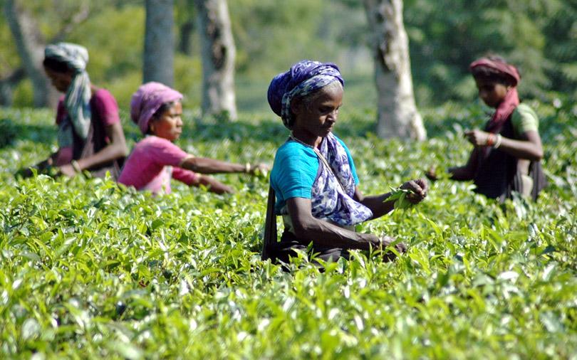 Mcleod Russel to sell 12 tea estates for $70 mn