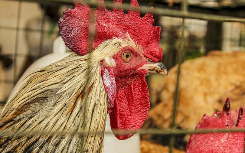 IFC to invest $23 mn in Hyderabad poultry firm Srinivasa Farms