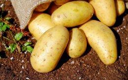 Zephyr-backed potato seeds firm Utkal Tubers secures capital from Irish investor