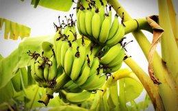 Pioneering Ventures to take full control of Indian banana producer