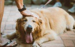 Verlinvest, Sequoia Capital, others invest in pet care firm Heads Up For Tails