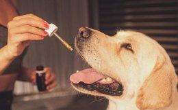 Cannabis wellness startup Awshad launches oral oil for pets
