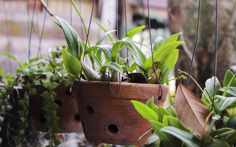 Home gardening start-up Ugaoo raises pre-Series A round from DSG Consumer Partners, RPG Ventures