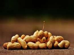 Peanut supplier Agrocrops set to snag fresh capital from international investor